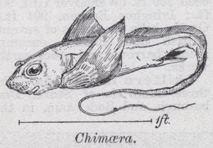 Chimaera by English School