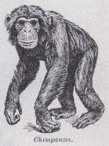 Chimpanzee by English School