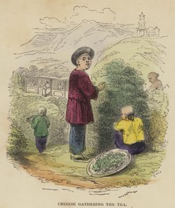 Chinese gathering the Tea by English School