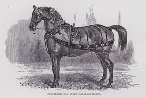Cleveland Bay State Carriage-Horse by English School