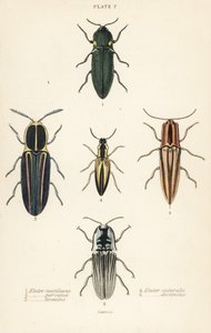 Click beetle: Headlight elater, Pyrophorus noctilucus, Chalcolepidius porcatus, lined click beetle, Agriotes lineatus, Elater suturalis, and Semiotus distinctus by English School