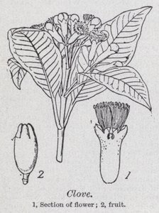 Clove