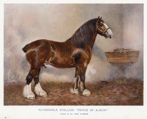 Clydesdale Stallion 