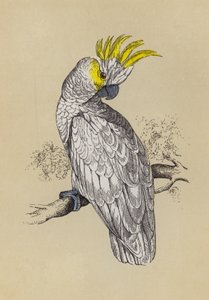 Cockatoo by English School