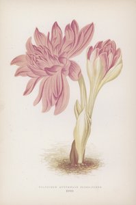 Colchicum Autumnale Flore-pleno