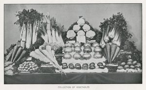 Collection of Vegetables