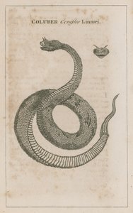 Horned Viper of Egypt by English School