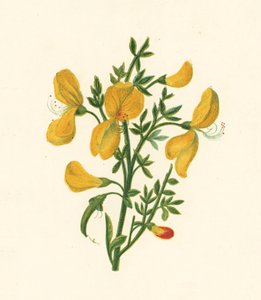 Common Broom, Cytisus Scoparius by English School