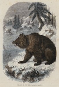 Common Brown Bear, Ursus Arctos by English School