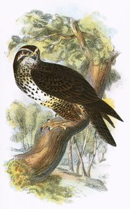 Common Buzzard