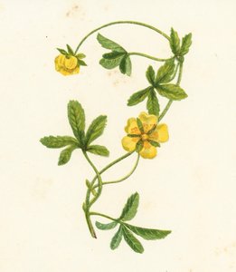 Common Creeping Cinquefoil, Potentilla Reptans by English School