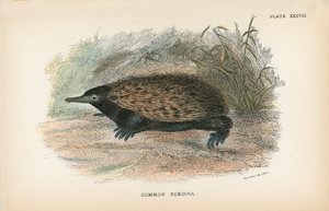Common Echidna by English School