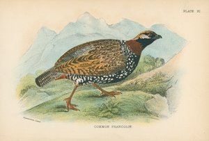 Common Francolin by English School
