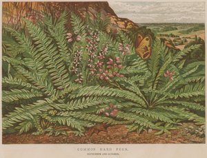 Common Hard Fern by English School
