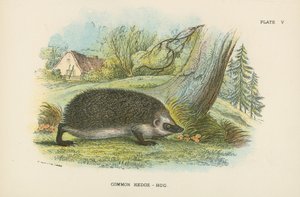 Common Hedge-Hog