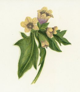 Common Henbane, Hyoscyamus Niger