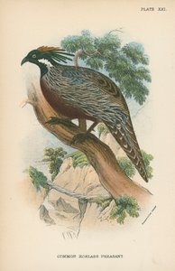 Common Koklass Pheasant by English School