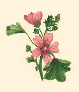 Common Mallow, Malva Sylvestris by English School