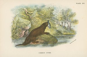 Common Otter