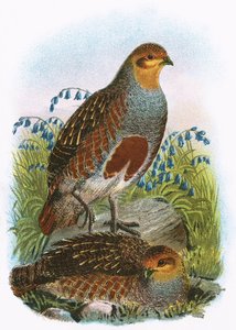 Common Partridge by English School