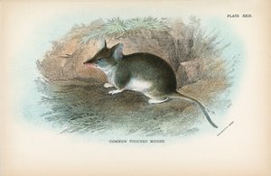 Common Pouched Mouse by English School