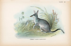 Common Rabbit-Bandicoot by English School