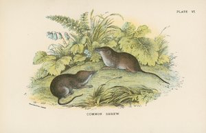 Common Shrew by English School
