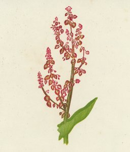 Common Sorrel, Rumex Acetosa