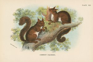 Common Squirrel
