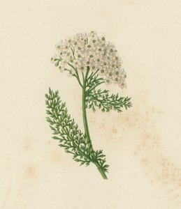 Common Yarrow or Milfoil, Achillea Millefolium
