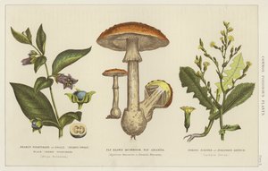Common poisonous plants by English School