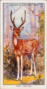 Concealing Colours for Protection, Animals, The Chital