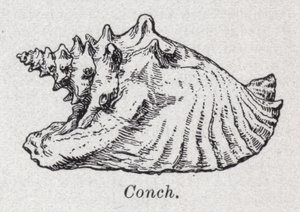 Conch by English School
