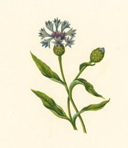 Corn Blue-Bottle, Centaurea Cyanus by English School