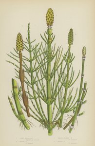 Corn Horsetail, Rough Horsetail, Smooth Naked Horsetail, Marsh Horsetail by English School