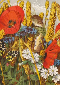 Cornfield in Summer