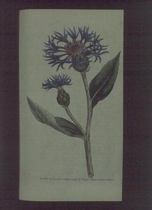 Cornflower (Centaurea montana), plate 77 from William Curtis