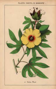 Cotton plant, with yellow flower and white cotton boll, from 