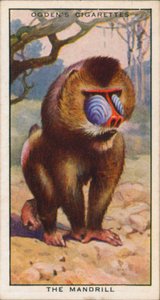 Courtship Colours, Animals, The Mandrill by English School