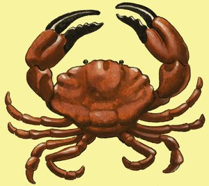 Crab