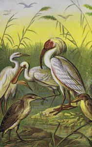 Cranes, Herons, and Spoonbill by English School