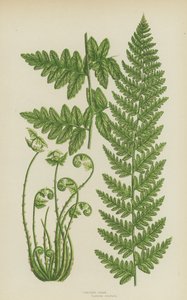 Crested Fern by English School