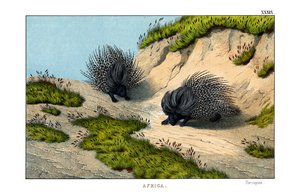 Crested Porcupine by English School