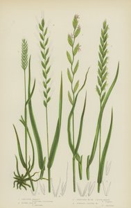 Crested Wheat, Rushy Sea Wheat, Creeping Wheat, or Couch Grass, Fibrous Rooted Wheat by English School