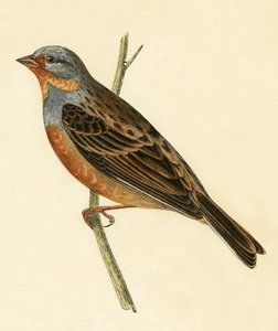 Cretzschmaer