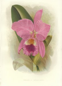 Crimson Cattleya by English School