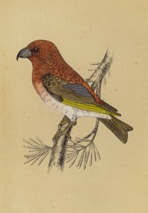 Crossbill