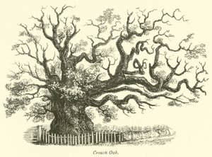 Crouch Oak by English School