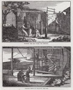 Cultivation of silk by English School