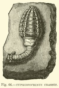 Cupressocrinus Crassus by English School